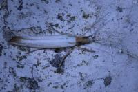 Ypsolopha ustella