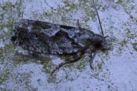 Zeiraphera isertana