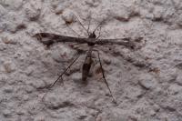 Lantanophaga pusillidactyla