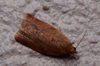 Clepsis consimilana