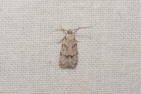 Symmoca signatella