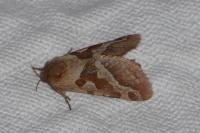 Triodia sylvina