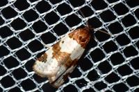 Periclepsis cinctana