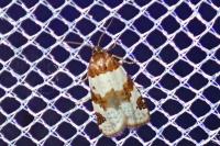 Periclepsis cinctana