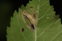 Phyllonorycter schreberella