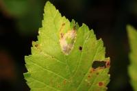Phyllonorycter schreberella