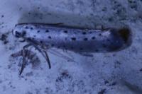 Yponomeuta rorrella