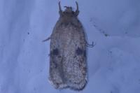 Agonopterix propinquella