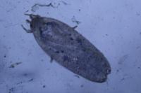 Agonopterix yeatiana