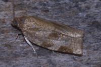 Choristoneura hebenstreitella
