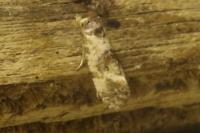 Neocochylis molliculana
