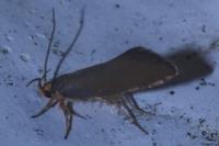 Crassa unitella