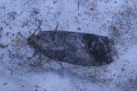 Cydia splendana
