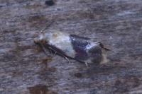 Diceratura ostrinana