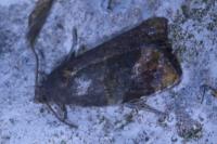Ditula angustiorana
