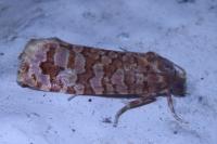 Lozotaeniodes formosana