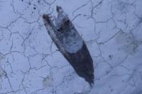 Notocelia roborana