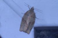 Pandemis cerasana