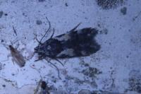 Teleiodes luculella