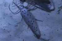 Yponomeuta padella