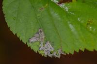 Stigmella tiliae