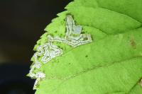 Stigmella tiliae