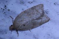 Acleris ferrugana/notana