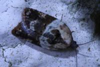Acleris variegana