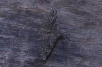 Alucita hexadactyla