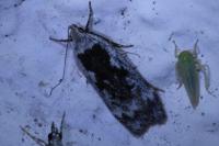 Anacampsis blattariella/populella