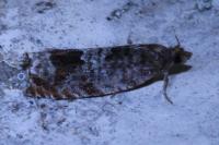 Ancylis achatana