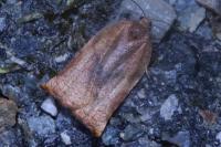 Archips podana
