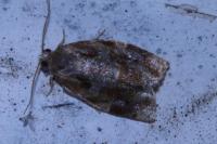 Archips xylosteana
