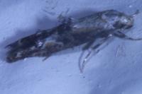 Blastodacna atra