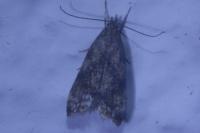 Brachmia blandella