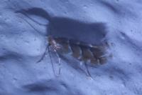 Cameraria ohridella