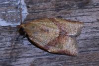 Clepsis consimilana