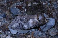 Cossus cossus