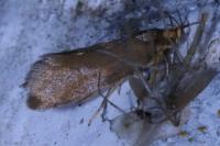 Crassa unitella