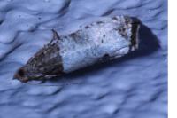 Notocelia roborana