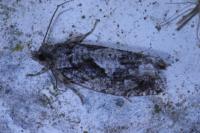 Zeiraphera isertana