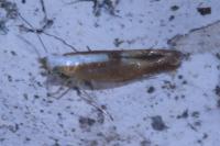 Argyresthia albistria