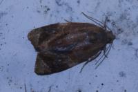 Ditula angustiorana
