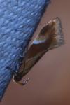 Epicallima formosella