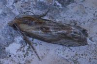 Eucosma gr. cana