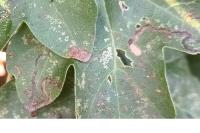 Stigmella aceris