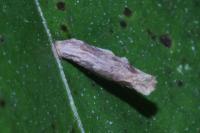 Coleophora flavipennella