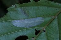 Phyllonorycter tenerella
