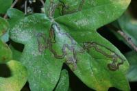 Stigmella aceris