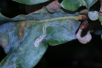 Stigmella